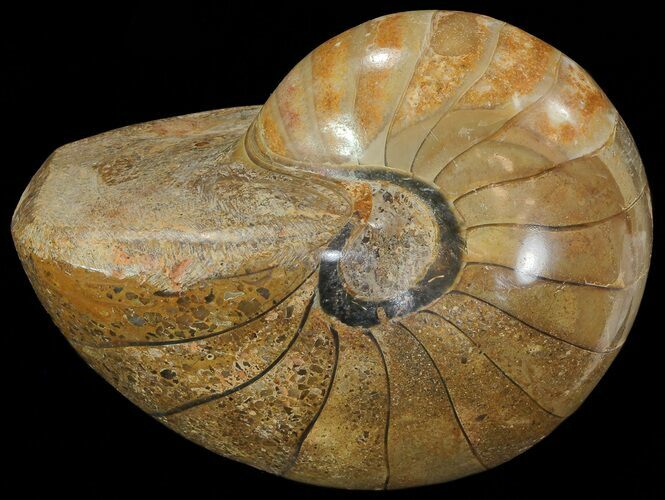 Polished Nautilus Fossil - Madagascar #67909